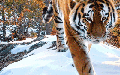 NETFLIX OUR PLANET – SIBERIAN TIGERS FILMED WITH THE TSHED 4K TRAIL CAMERA SYSTEM